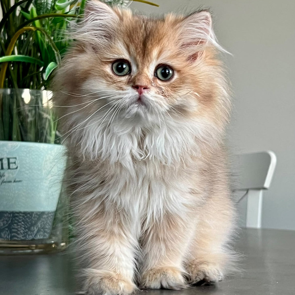 Barney British Longhair male, chocolate golden shaded