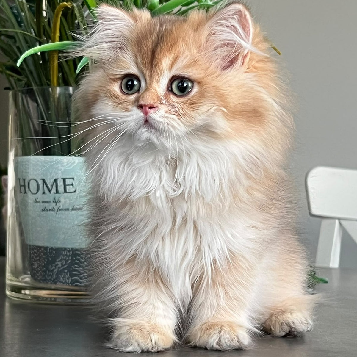 Barney British Longhair male, chocolate golden shaded