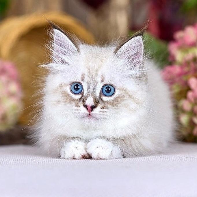 Nayel Siberian male, black bicolour tabby pointed