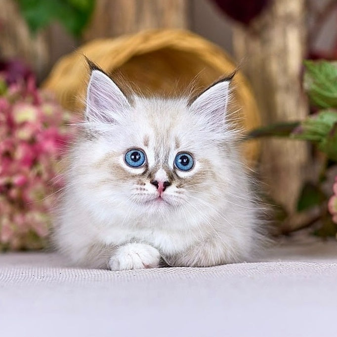 Nayel Siberian male, black bicolour tabby pointed