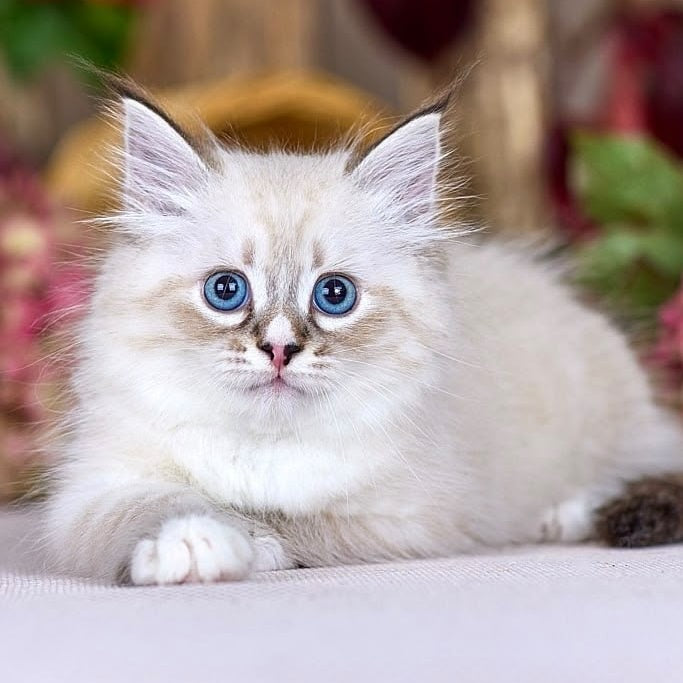 Nayel Siberian male, black bicolour tabby pointed