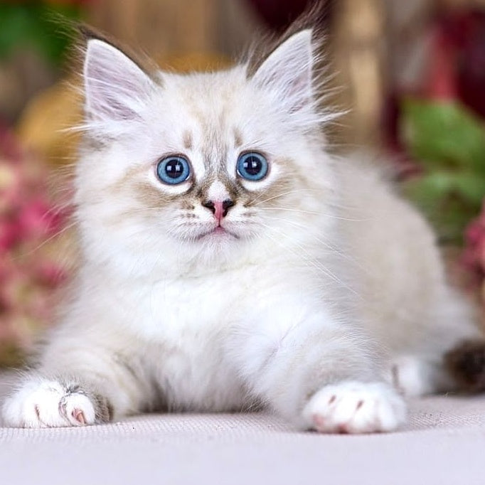 Nayel Siberian male, black bicolour tabby pointed