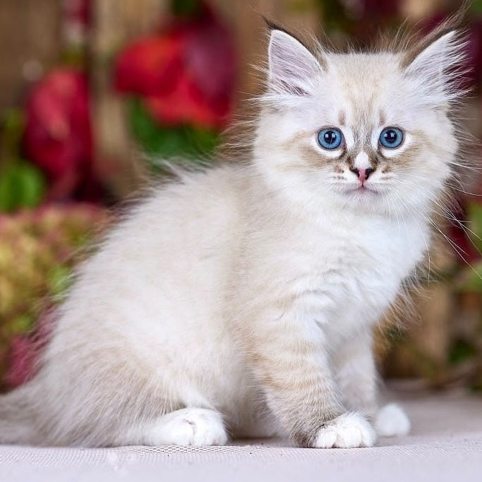 Nayel Siberian male, black bicolour tabby pointed