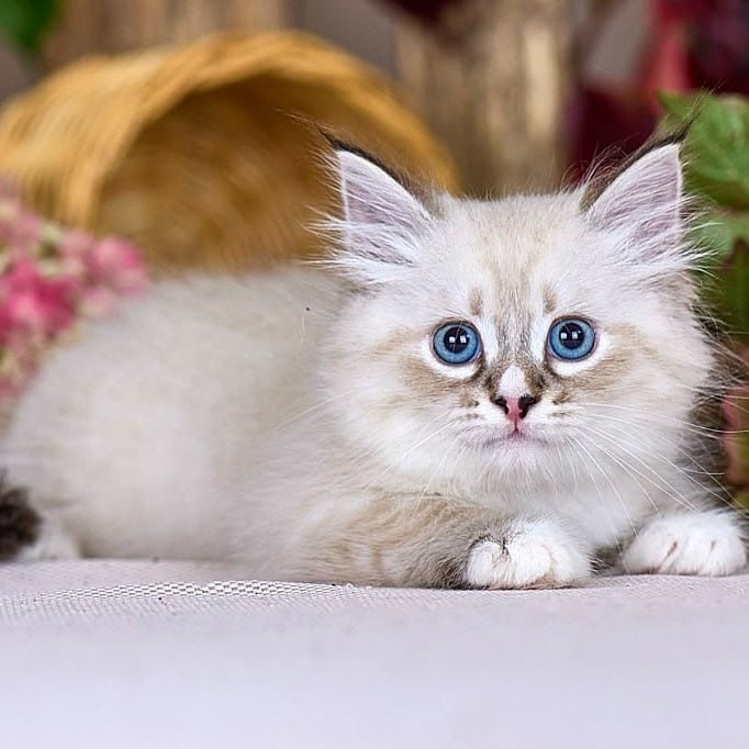 Nayel Siberian male, black bicolour tabby pointed