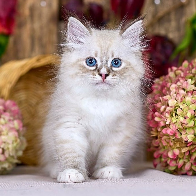 Nayel Siberian male, black bicolour tabby pointed