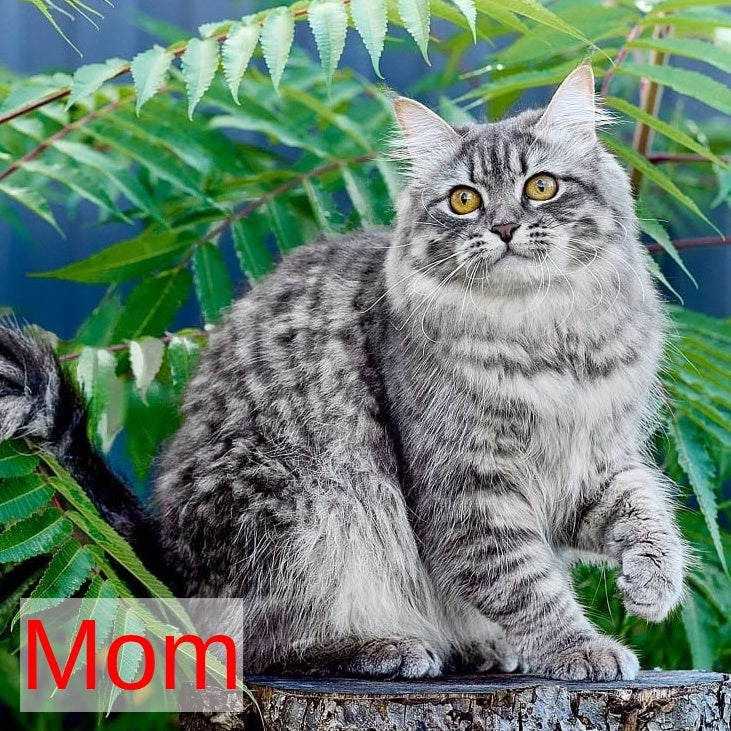 Nico Siberian male, blue spotted tabby
