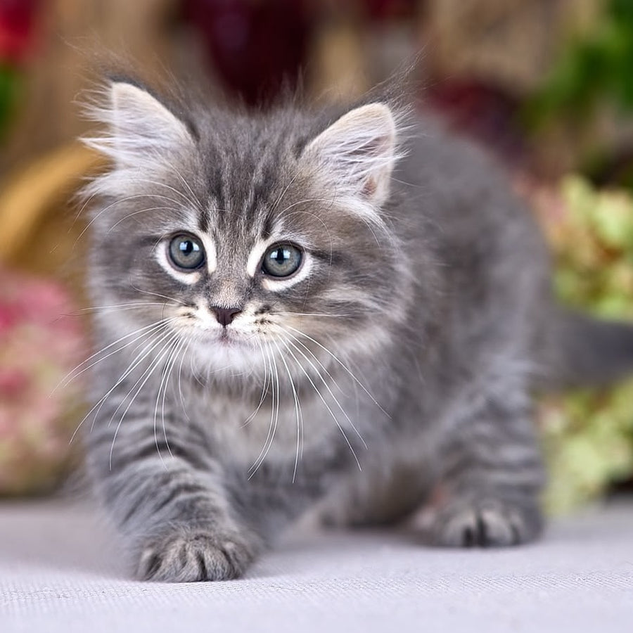 Nico Siberian male, blue spotted tabby