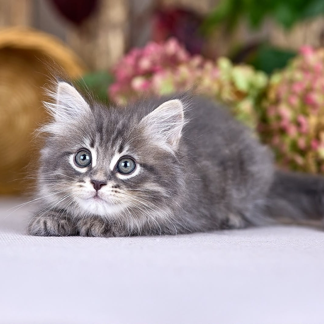 Nico Siberian male, blue spotted tabby