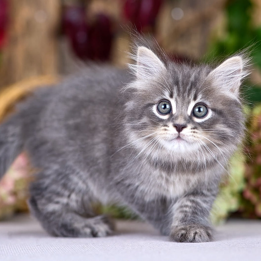 Nico Siberian male, blue spotted tabby