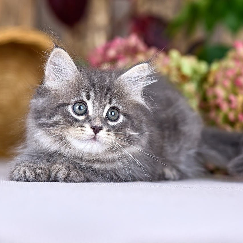 Nico Siberian male, blue spotted tabby