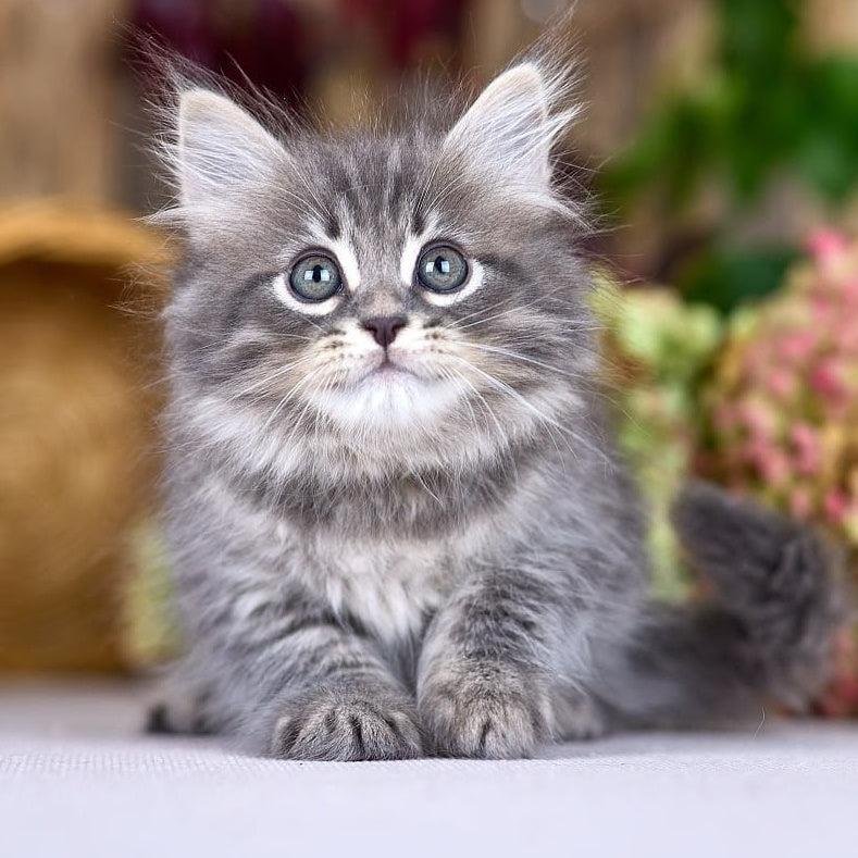 Nico Siberian male, blue spotted tabby