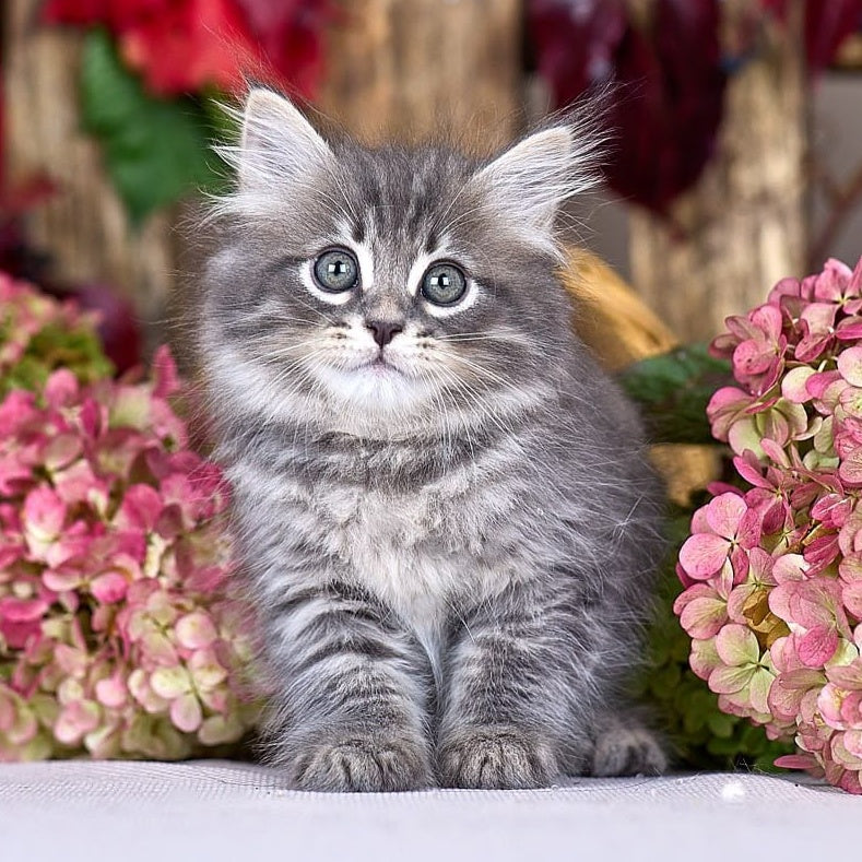 Nico Siberian male, blue spotted tabby