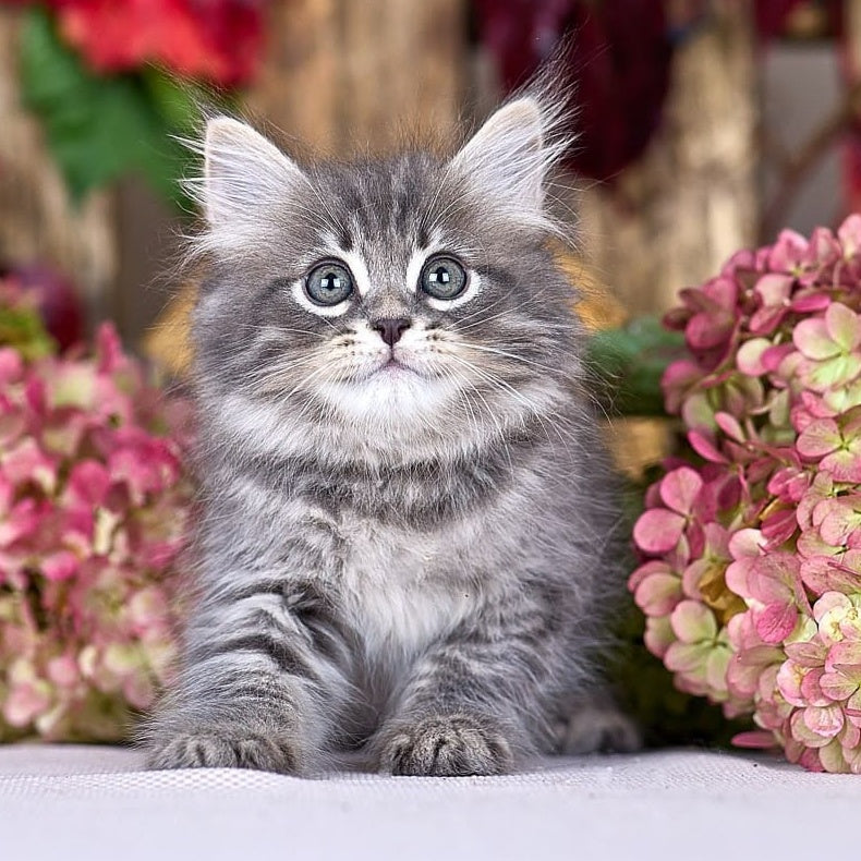Nico Siberian male, blue spotted tabby