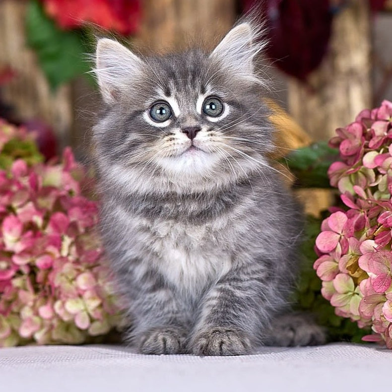 Nico Siberian male, blue spotted tabby