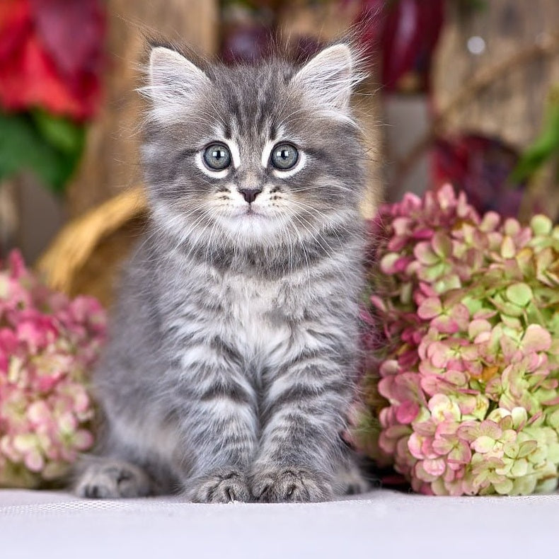 Nico Siberian male, blue spotted tabby