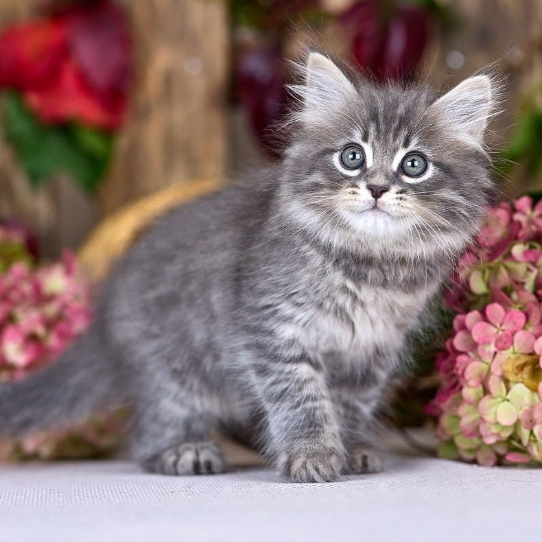 Nico Siberian male, blue spotted tabby