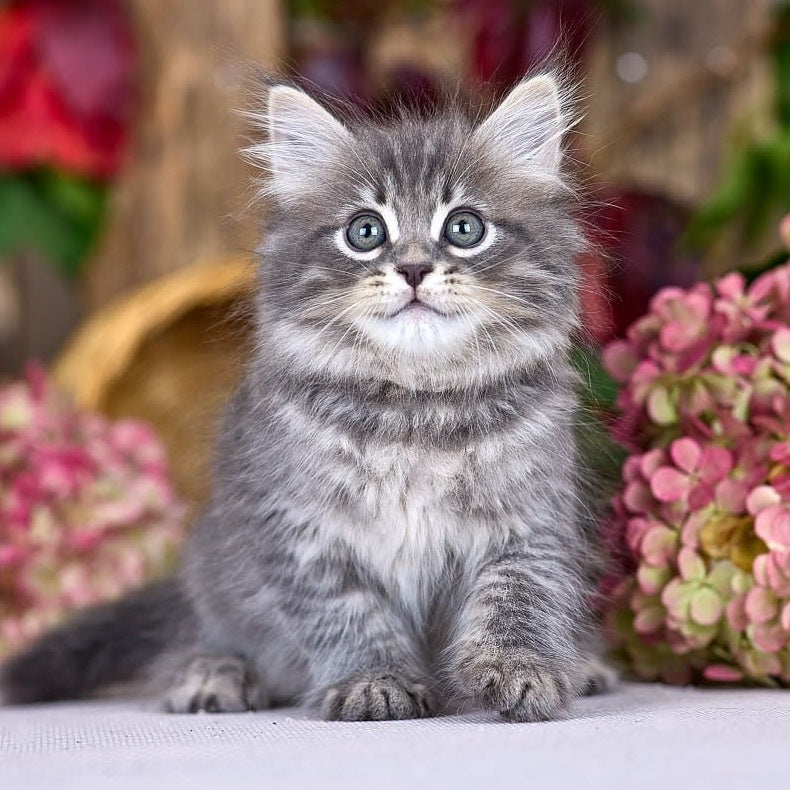 Nico Siberian male, blue spotted tabby