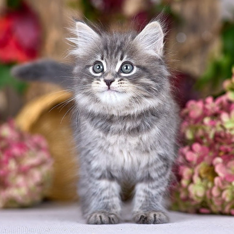Nico Siberian male, blue spotted tabby