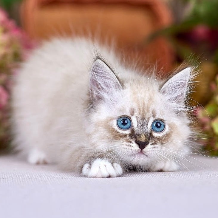 Nexus Siberian male, black with white tabby pointed