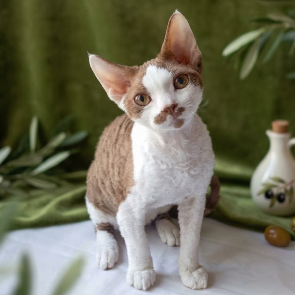 Ostin Devon Rex male, cinnamon bicolour