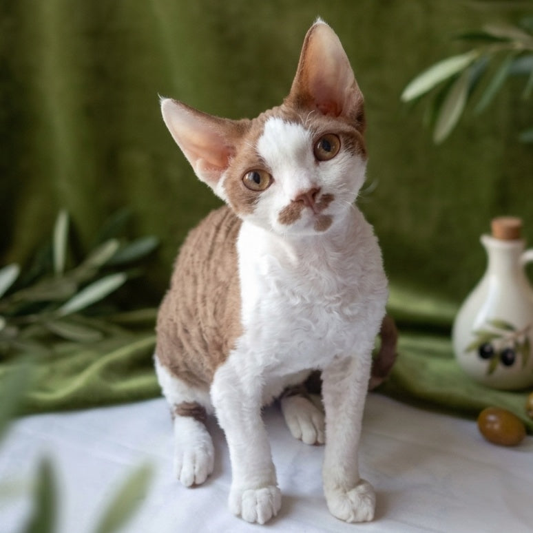 Ostin Devon Rex male, cinnamon bicolour