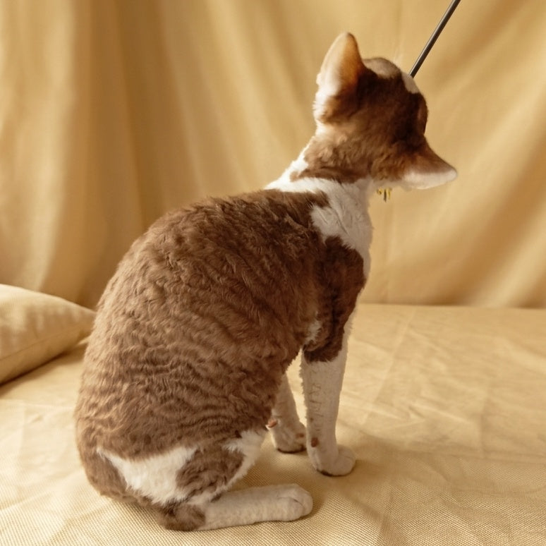Ostin Devon Rex male, cinnamon bicolour