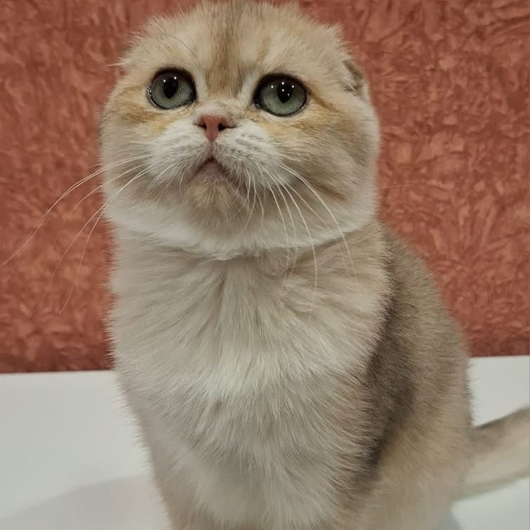 Yasmin Scottish Fold female, blue golden shaded