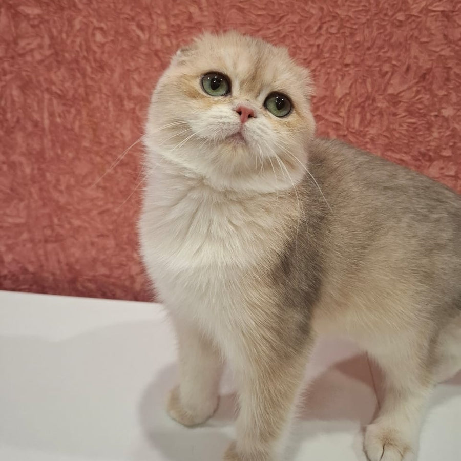 Yasmin Scottish Fold female, blue golden shaded