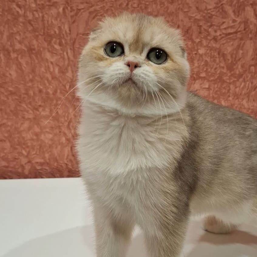 Yasmin Scottish Fold female, blue golden shaded