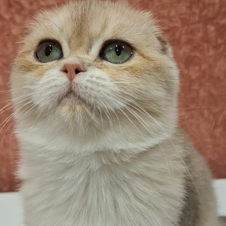 Yasmin Scottish Fold female, blue golden shaded