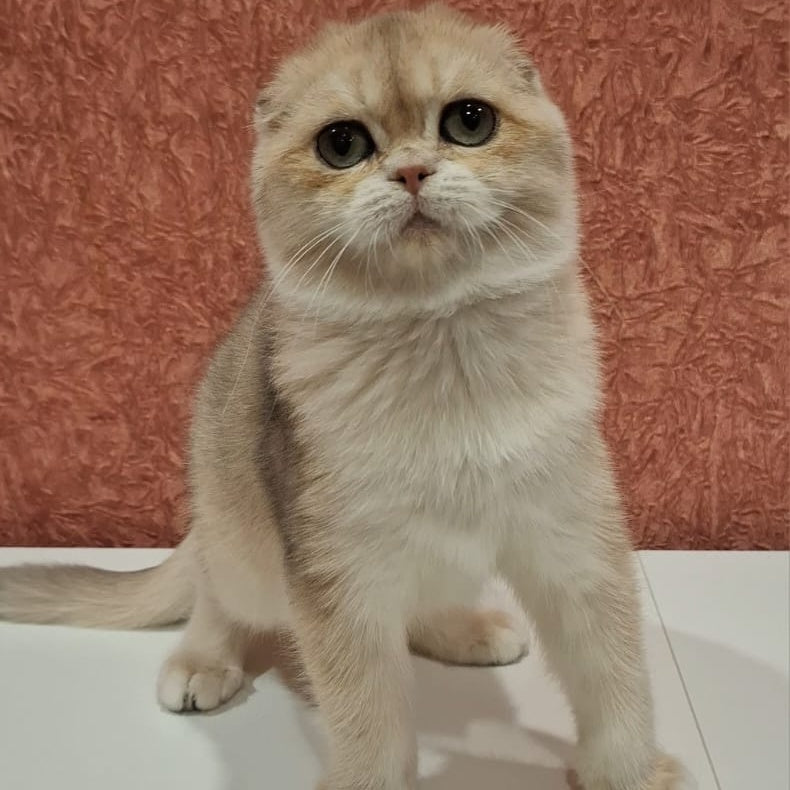 Yasmin Scottish Fold female, blue golden shaded