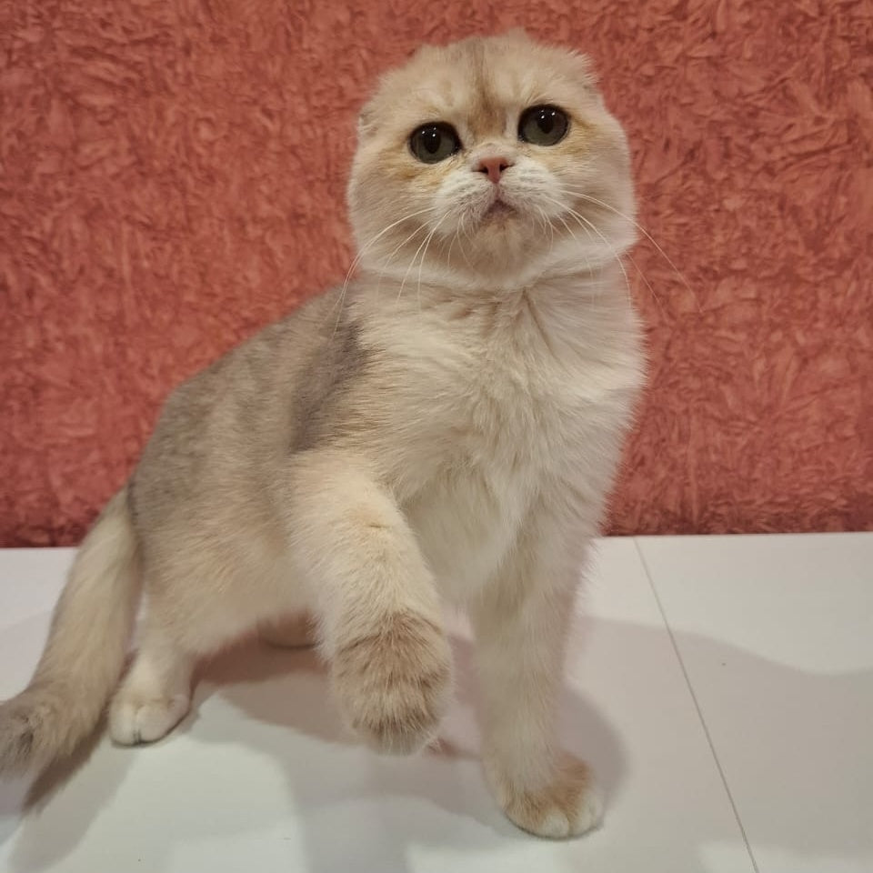 Yasmin Scottish Fold female, blue golden shaded