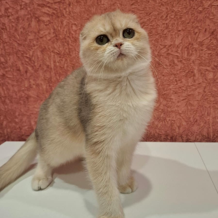 Yasmin Scottish Fold female, blue golden shaded