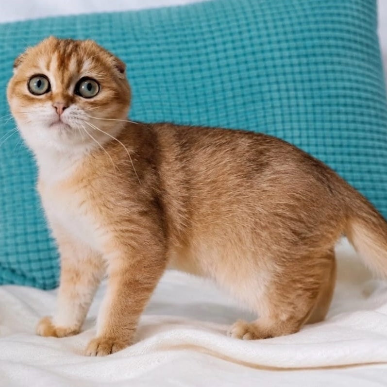 Yahoo Scottish Fold male, black golden shaded