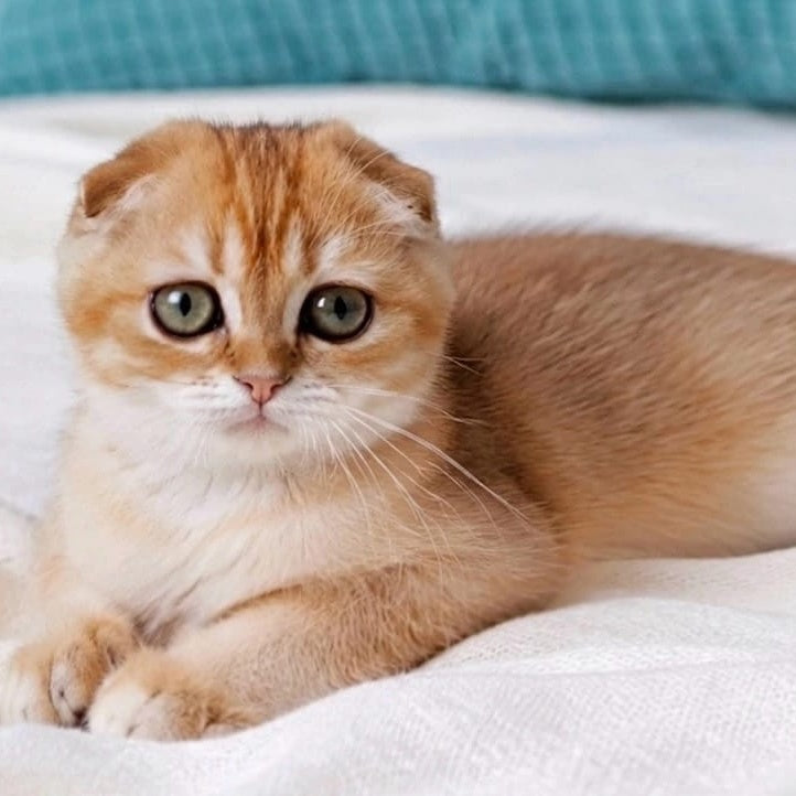 Yahoo Scottish Fold male, black golden shaded