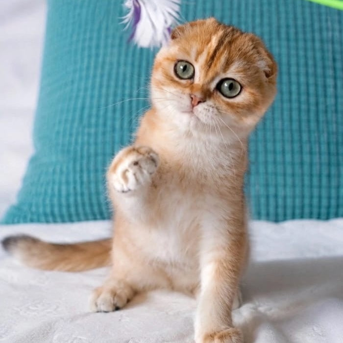 Yahoo Scottish Fold male, black golden shaded