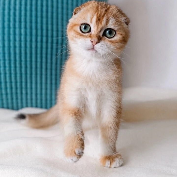 Yahoo Scottish Fold male, black golden shaded