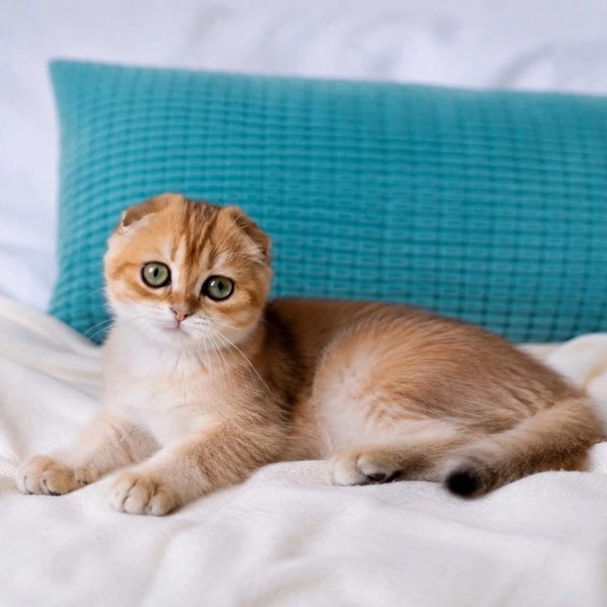 Yahoo Scottish Fold male, black golden shaded