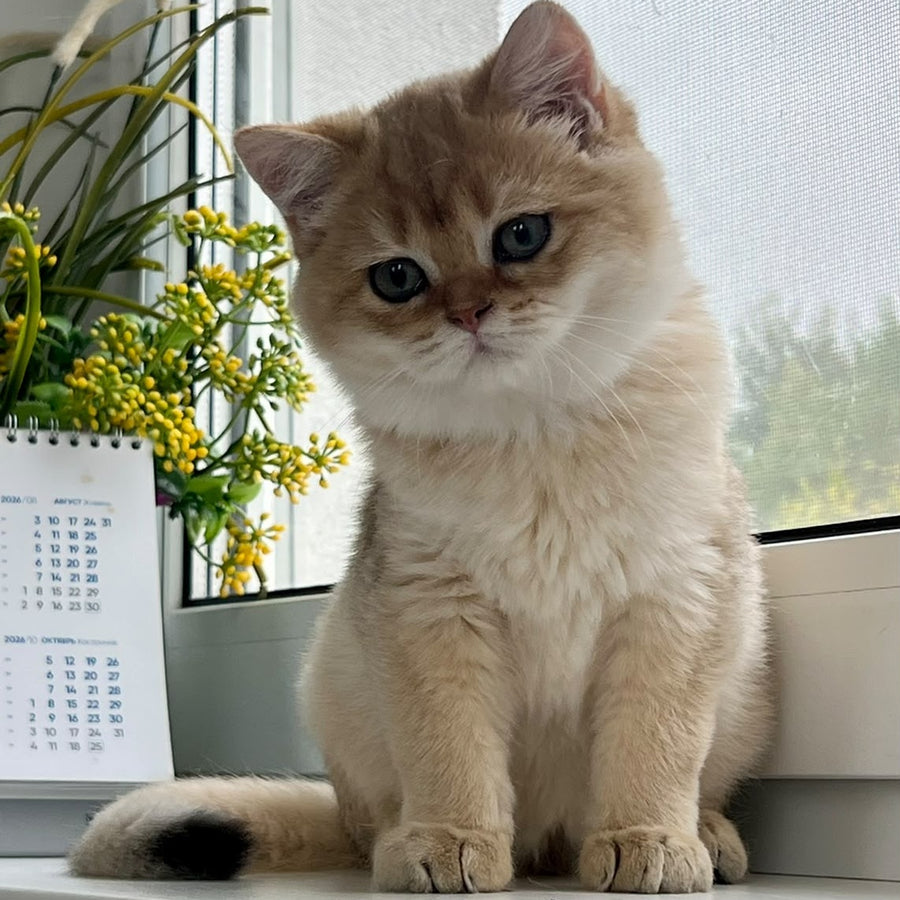 Zeus British Shorthair male, black golden shaded