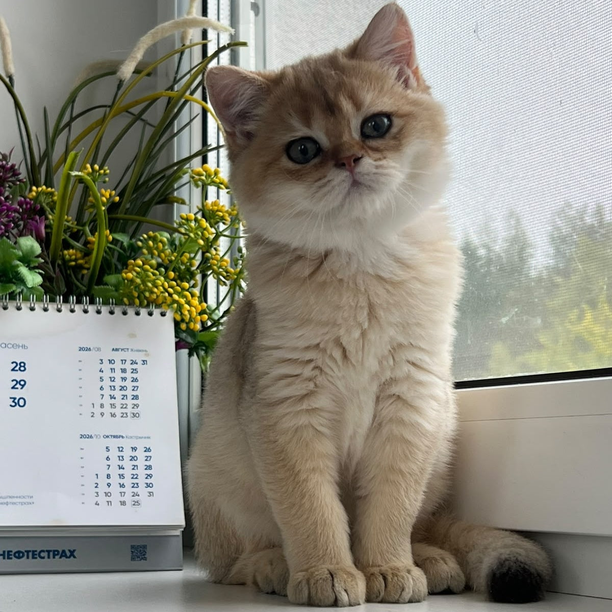 Zeus British Shorthair male, black golden shaded