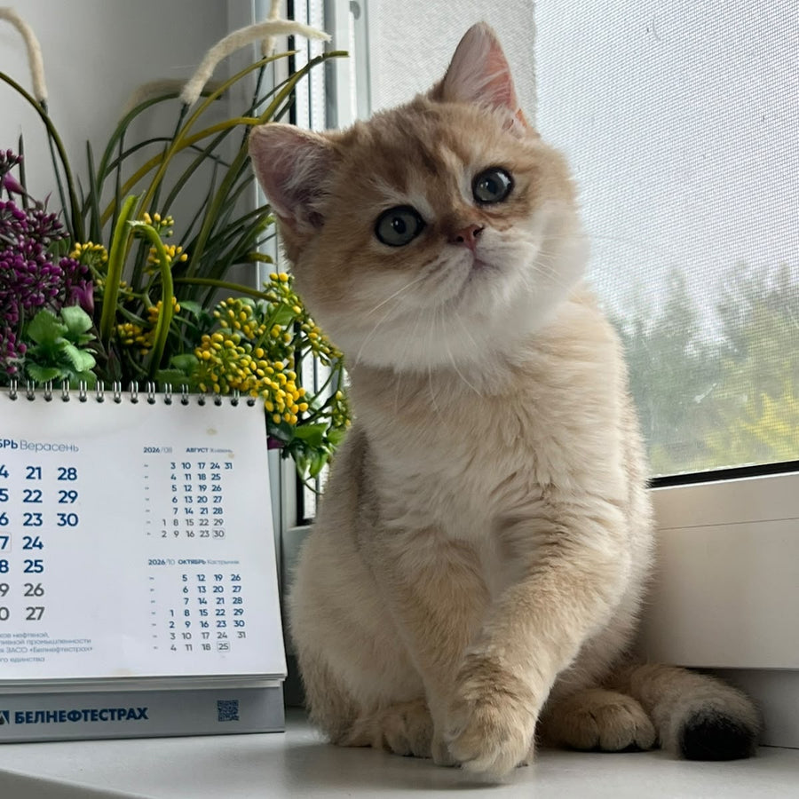 Zeus British Shorthair male, black golden shaded
