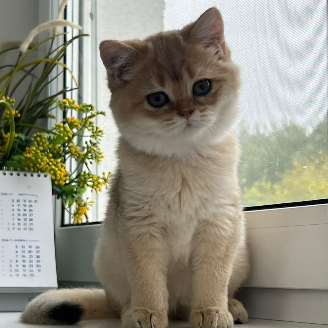 Zeus British Shorthair male, black golden shaded