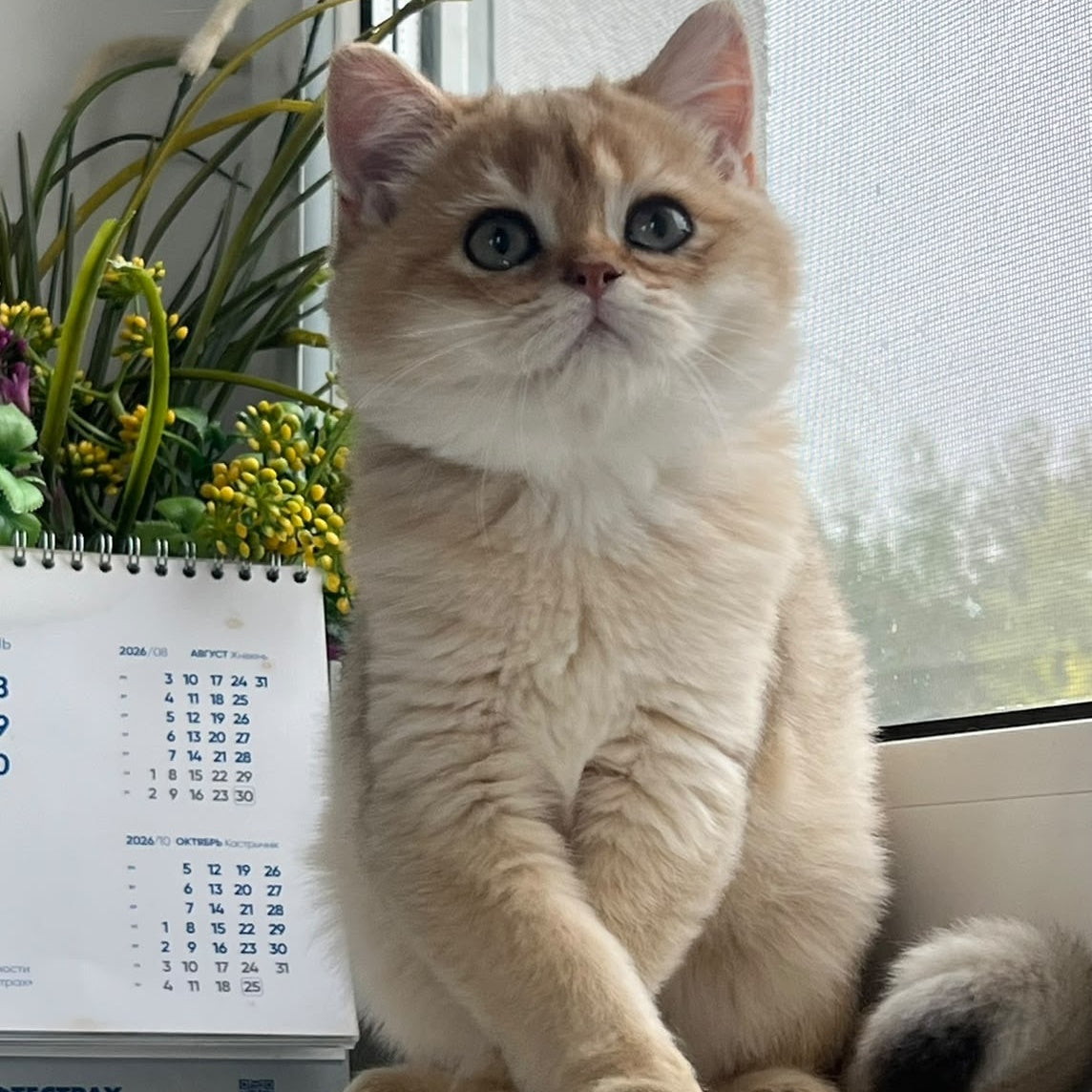 Zeus British Shorthair male, black golden shaded