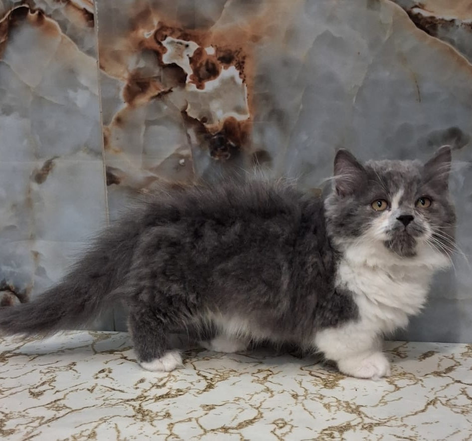 Simba Munchkin male, blue bicolour