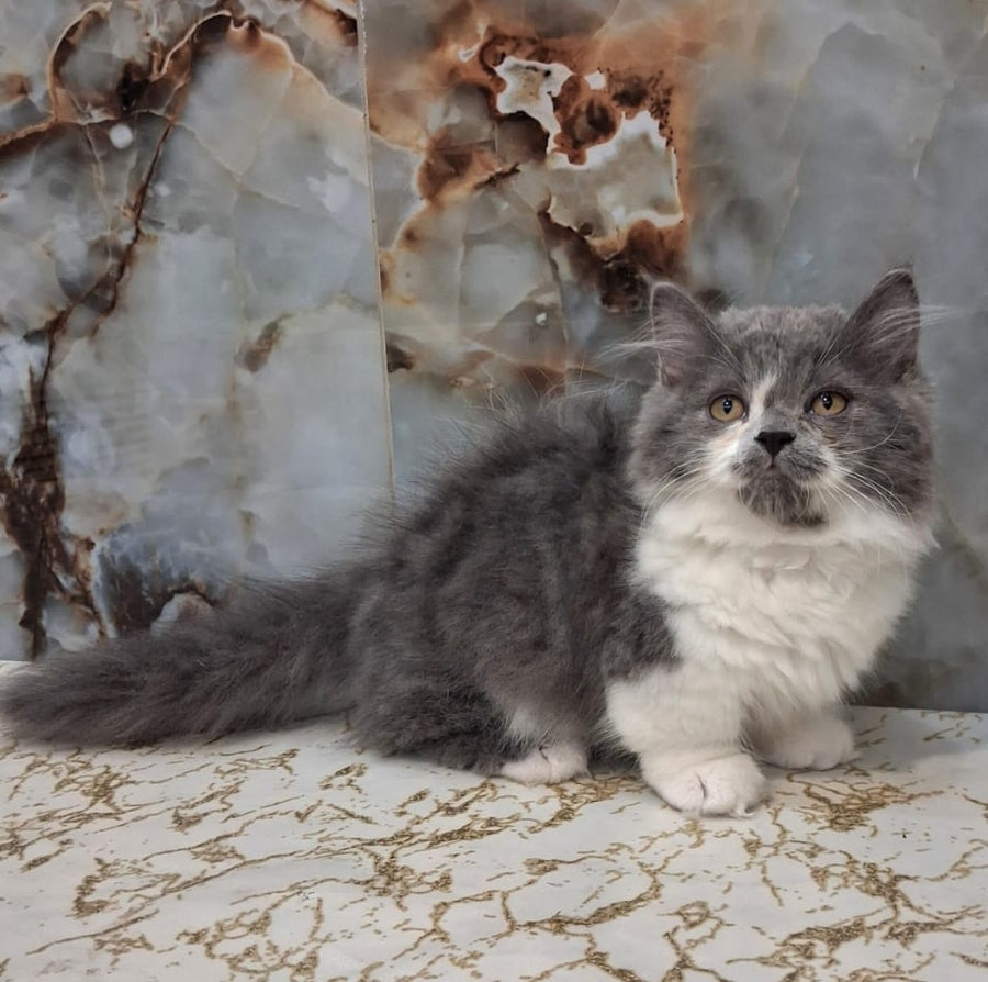 Simba Munchkin male, blue bicolour