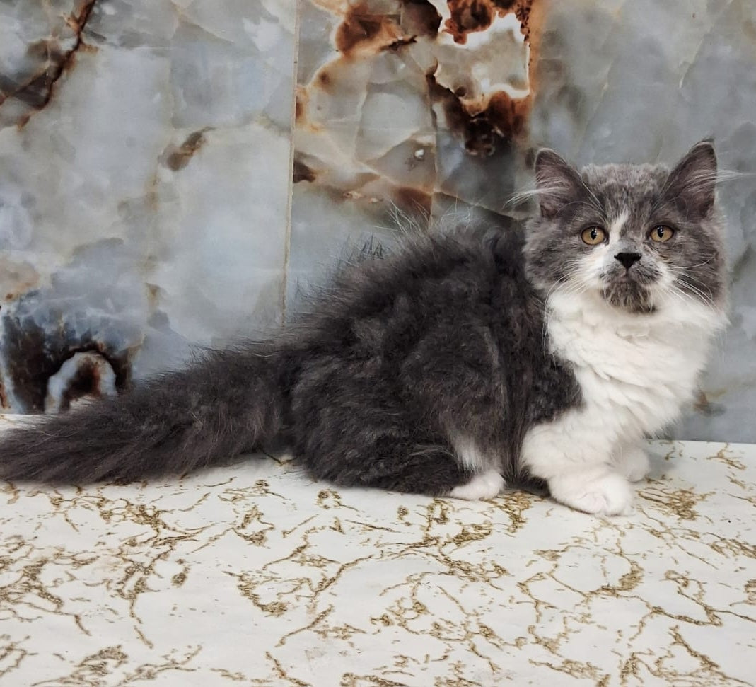 Simba Munchkin male, blue bicolour