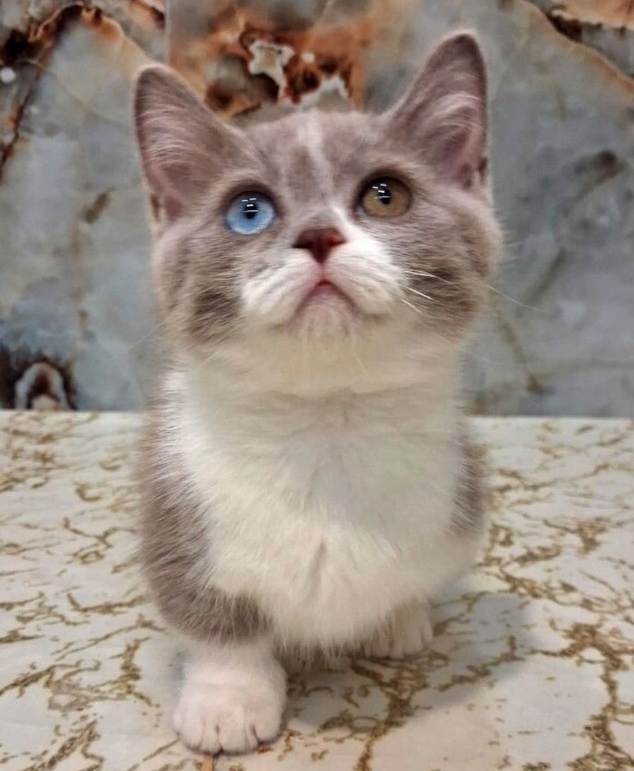 Smurf Munchkin male, lilac bicolour