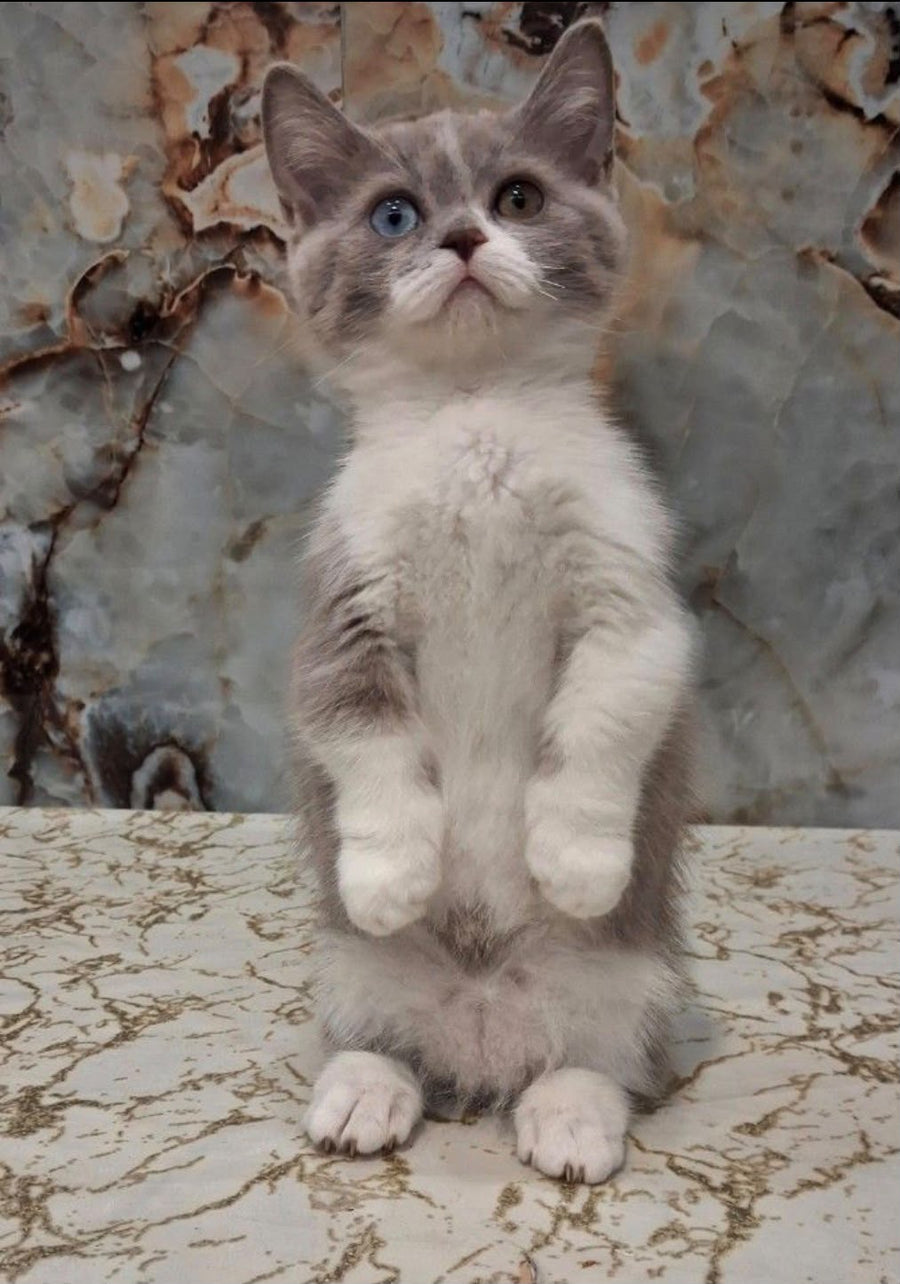 Smurf Munchkin male, lilac bicolour