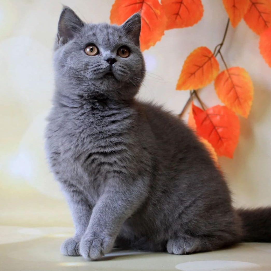 Jasmine British Shorthair female, blue