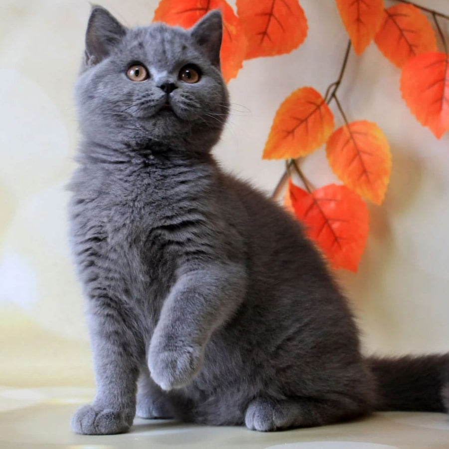 Jasmine British Shorthair female, blue